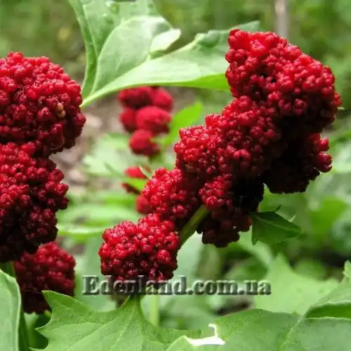 Изображение Блитум головчатый - Blitum capitatum