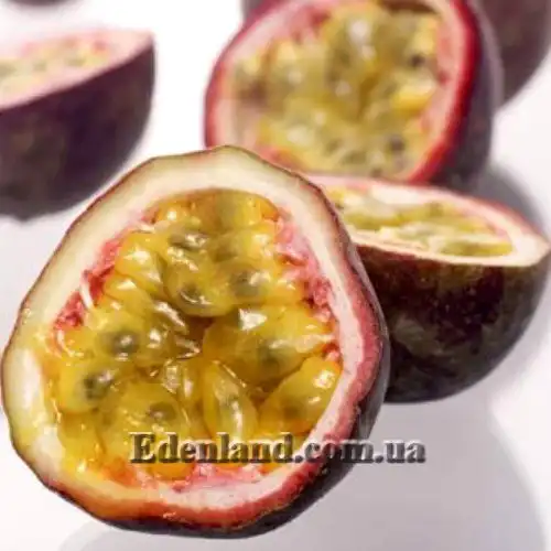 Изображение плод