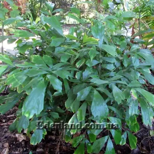 Изображение Аренга хвостатая  - Arenga caudata