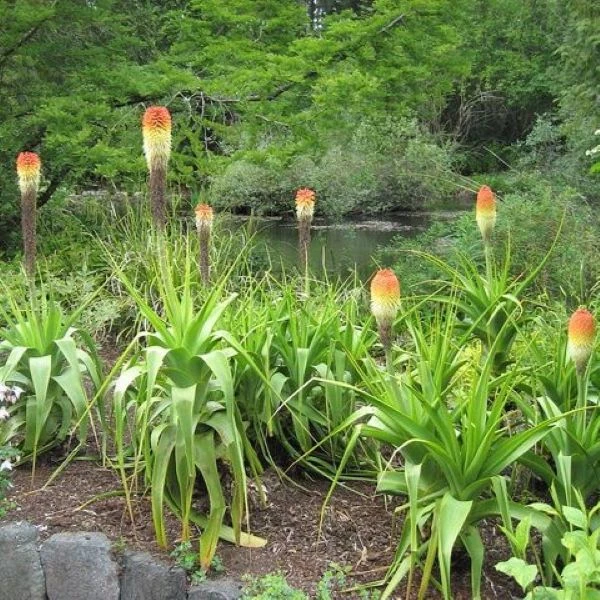 Зображення Кніпхофія Норт - Kniphofia northiae