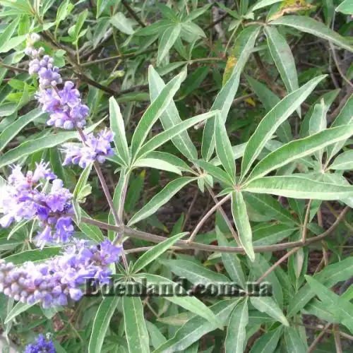 Изображение Витекс священный  - Vitex agnus - castus