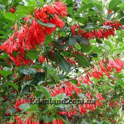 Изображение Иохрома фуксиевидная - Iochroma fuchsioides 