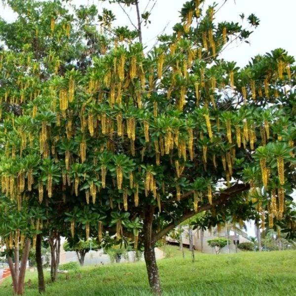 Зображення Спахея молочна - Spachea lactescens  