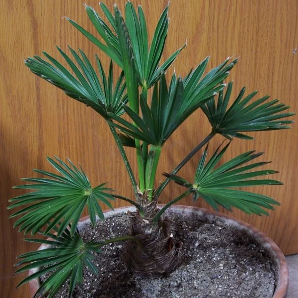 Изображение Трахикарпус Вагнера  - Trachycarpus wagnerianus 