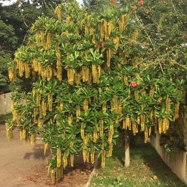 Зображення Спахея молочна - Spachea lactescens  