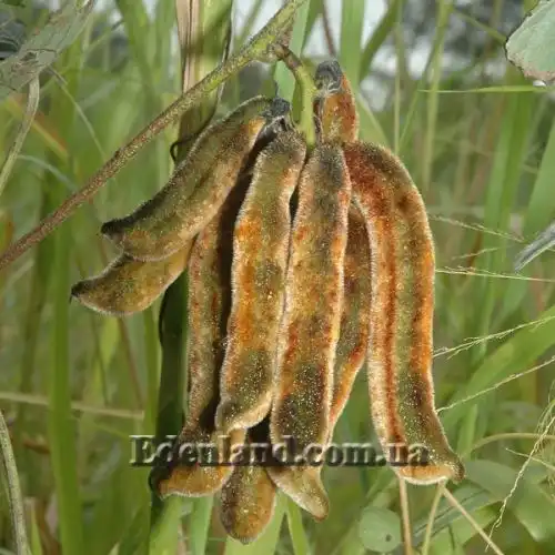 Изображение Мукуна жгучая - Mucuna pruriens