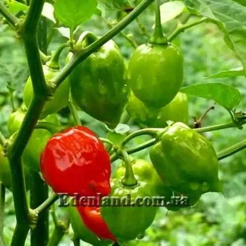 Изображение Перец Хабанеро Рэд Савина - Habanero Red Savina