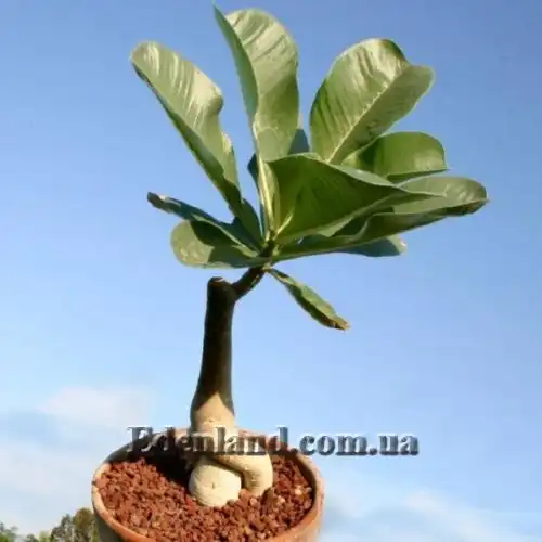 Изображение Адениум тучный - Adenium obesum var. obesum