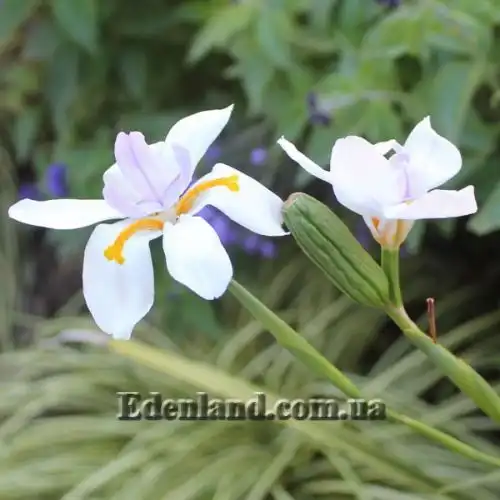 Изображение Диетес крупноцветковый       - Dietes grandiflora