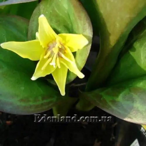 Зображення Еритроніум загорнутий Пагода - Erythronium revolutum Pagoda