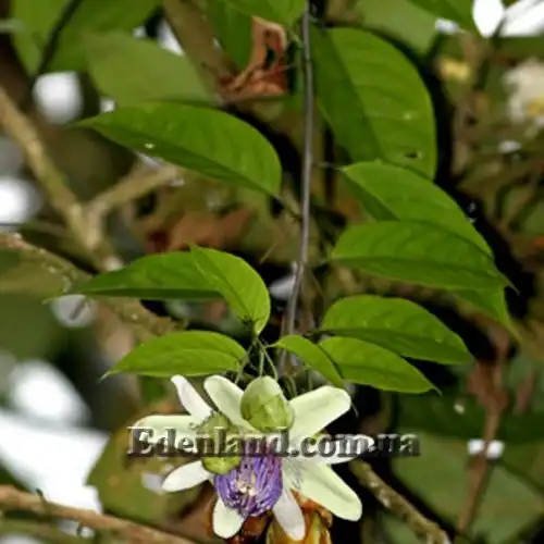 Изображение Пассифлора Попено - Passiflora popenovii