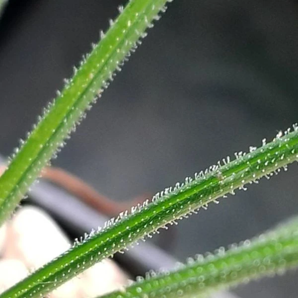 Изображение Койлонокс железистый  - Coilonox glandulosum