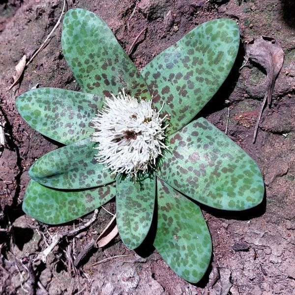 Лахеналія крихітна - Lachenalia pusilla 
