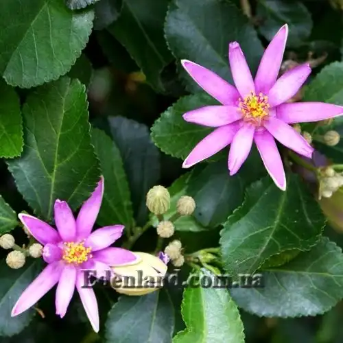 Гревия западная - Grewia occidentalis