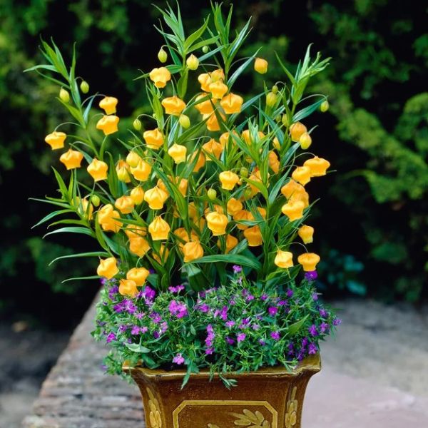 Изображение цветение в горшке