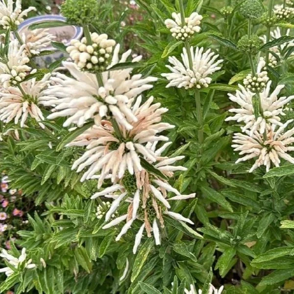 Зображення Леонотіс леонурус білоквітковий - Leonotis leonurus Alba