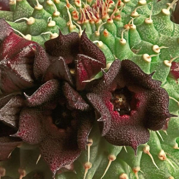 Зображення Худія волосконосна - Hoodia pilifera 