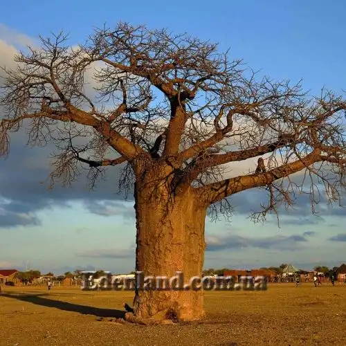 Зображення в засушливый период