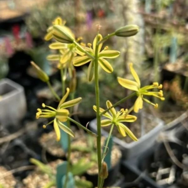 Изображение Койлонокс железистый  - Coilonox glandulosum