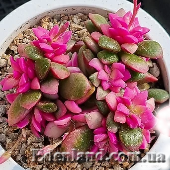 Изображение Анакампсерос краснеющий Санрайз  - Anacampseros rufescens cv 'Sunrise'