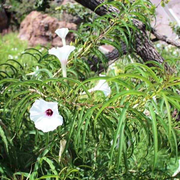 Изображение Ипомея хилопсисовидная  - Ipomoea chilopsidis