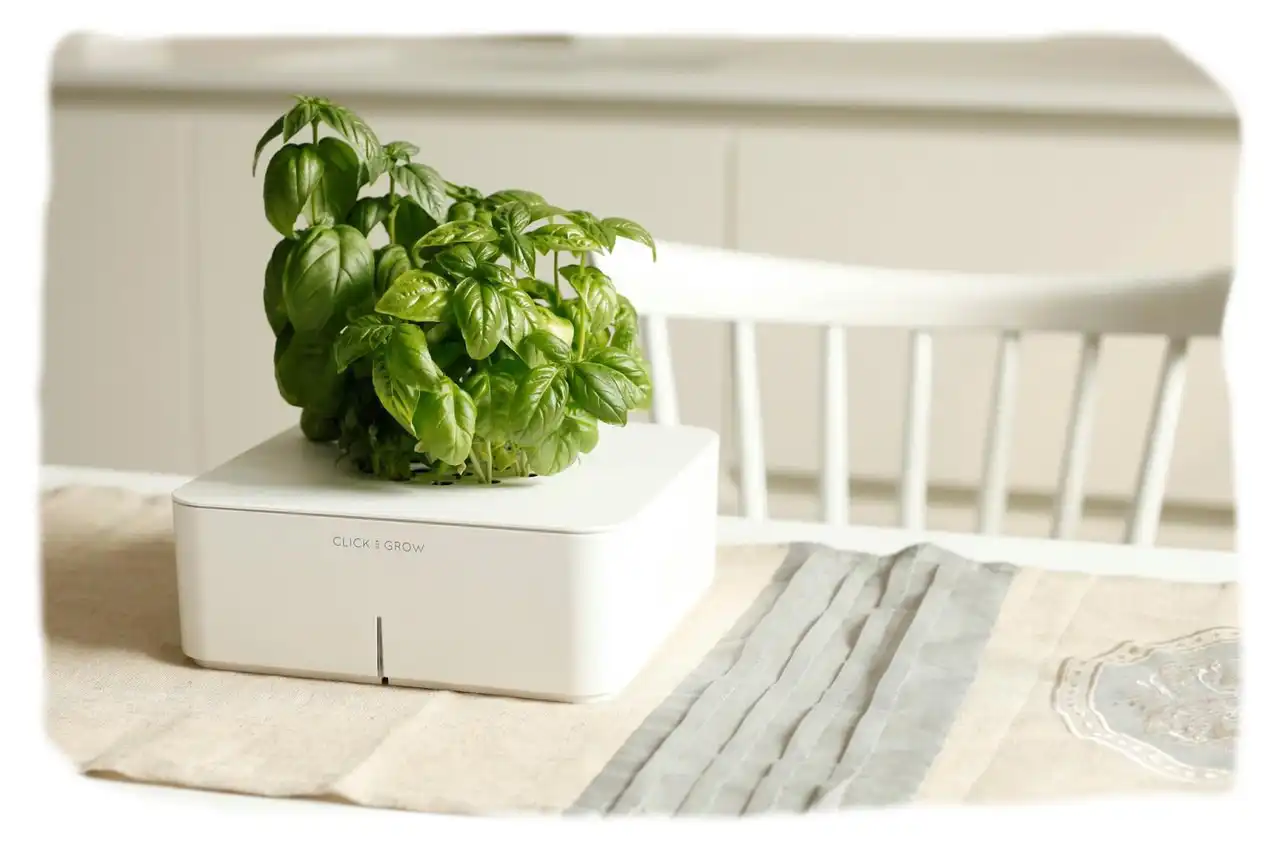 Горщик, рости!