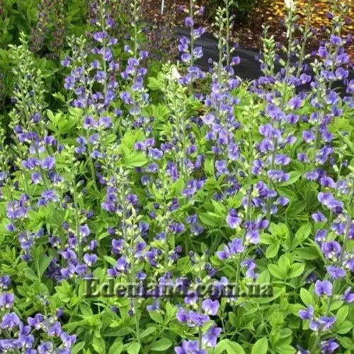 Изображение Баптизия южная - Baptisia australis 
