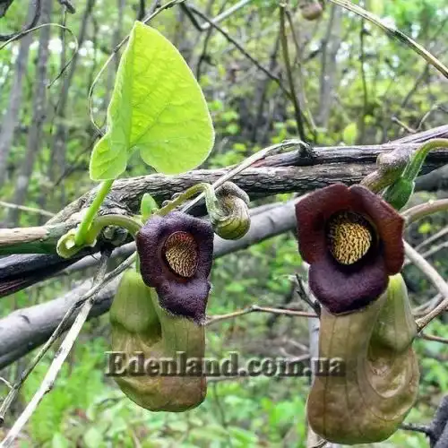 Изображение цветы