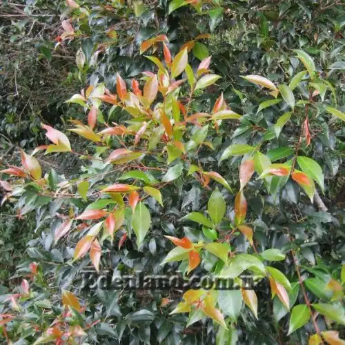 Изображение молодые побеги