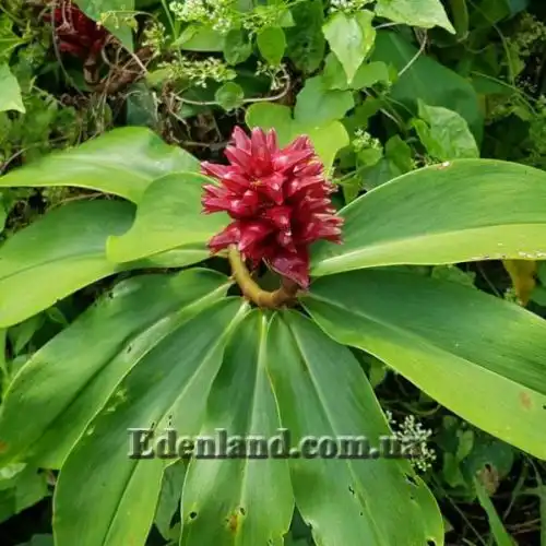 Изображение Гелления прекрасная - Hellenia speciosa