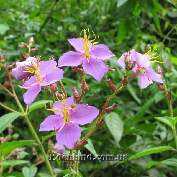 Изображение Осбекия звездчатая  - Osbeckia stellata