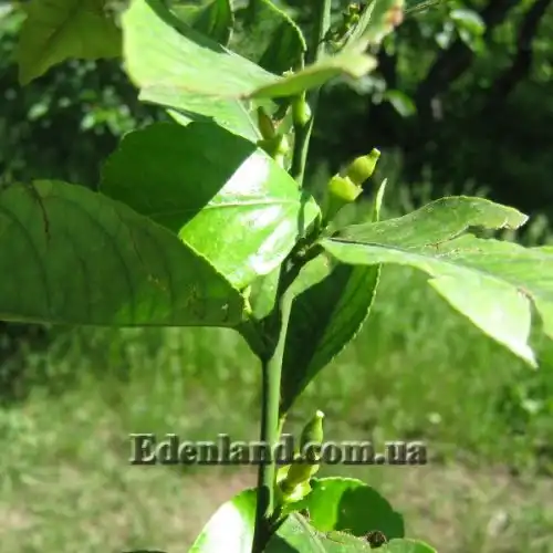 Изображение Апельсины,  мандарины, лимоны и клементины крупномеры.