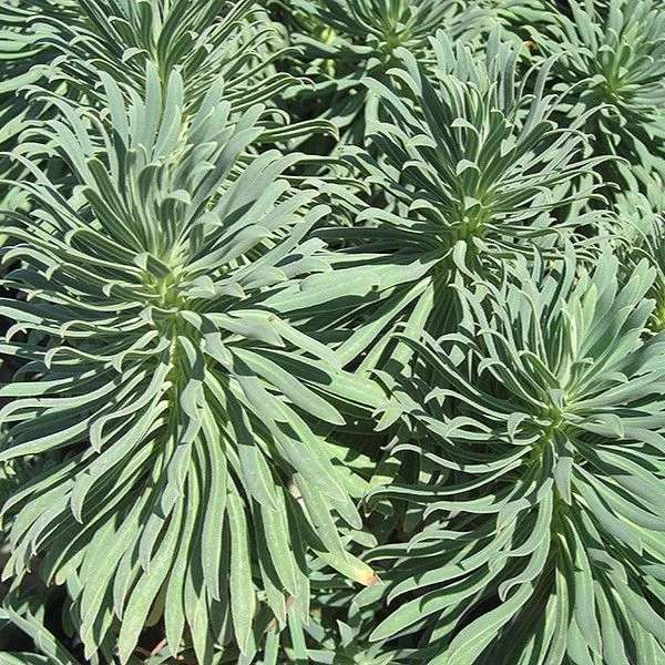 Зображення Молочай (Єуфорбія) середземноморський - Euphorbia Characias