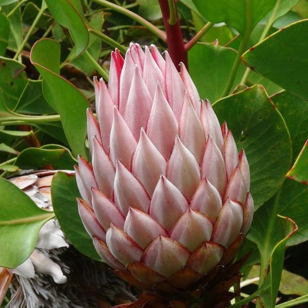 Изображение Протея цинаровидная  - Protea cynaroides