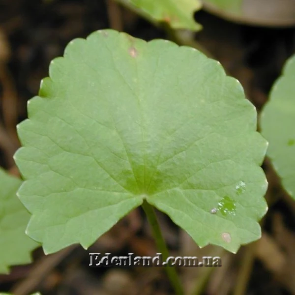 Зображення лист