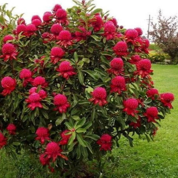 Зображення Телопея прекрасна - Telopea speciosissima 