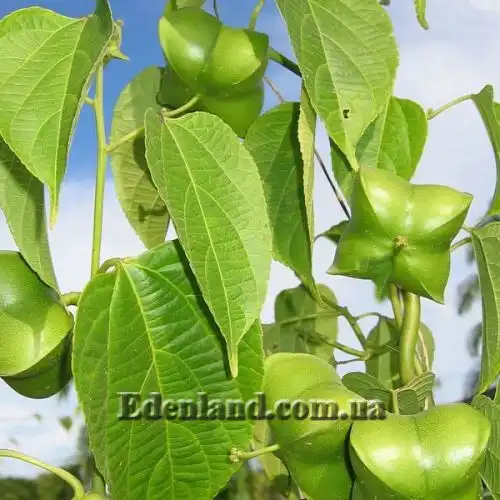 Изображение Плукенетия вьющаяся - Plukenetia volubilis