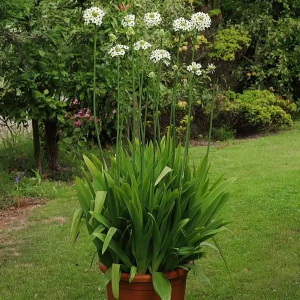 Изображение цветение в горшке