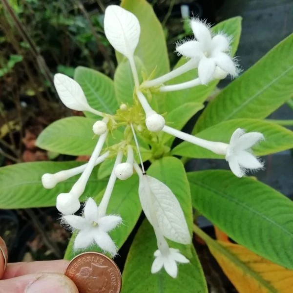 Неогіменопогон паразитичний - Neohymenopogon parasiticus 