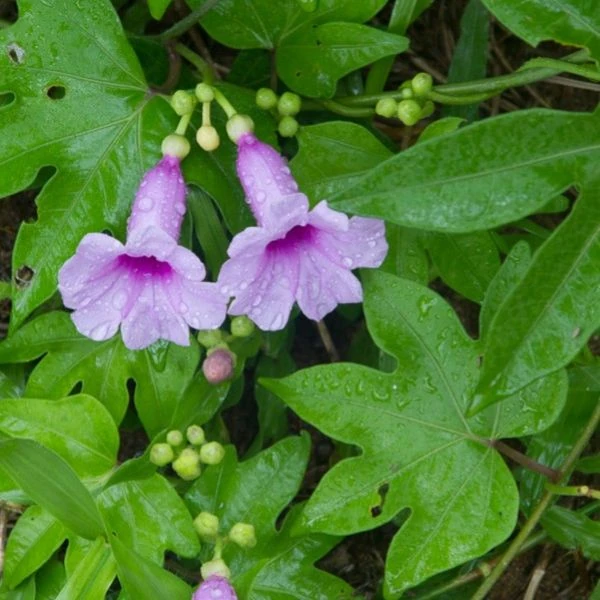Зображення Іпомея маврикійська - Ipomoea mauritiana 