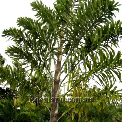 Изображение Валличия (валлихия) двухрядная - Wallichia disticha