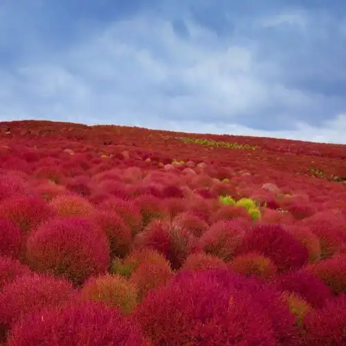 Зображення Осінні кохії
