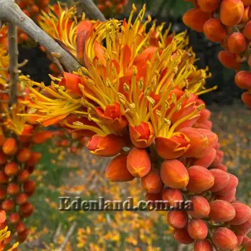 Зображення Кольвілея кістиста - Colvillea racemose