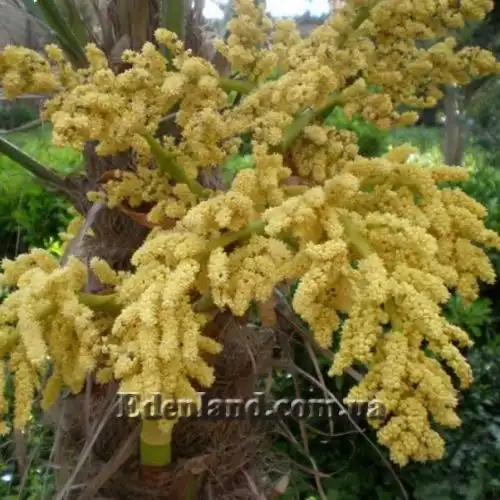 Изображение Трахикарпус Форчуна - Trachycarpus fortunei