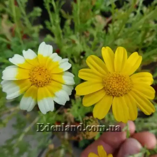 Зображення Хризантема увінчана або овочева - Chrysanthemum coronarium