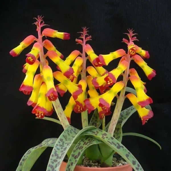 Лахеналія чотириколірна - Lachenalia quadricolor