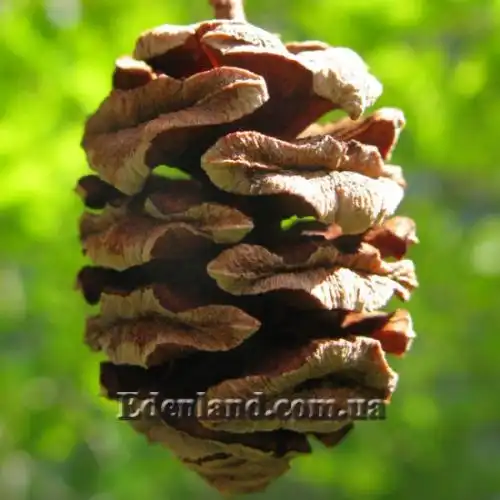 Зображення Метасеквоя гліптостробоподібна - Metasequoia glyptostroboides