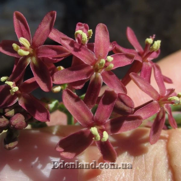 Изображение Кодонориза микранта  - Codonorhiza micrantha