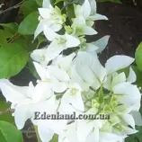 Изображение Бугенвилия сорт Mrs.Alice - Bougainvillia