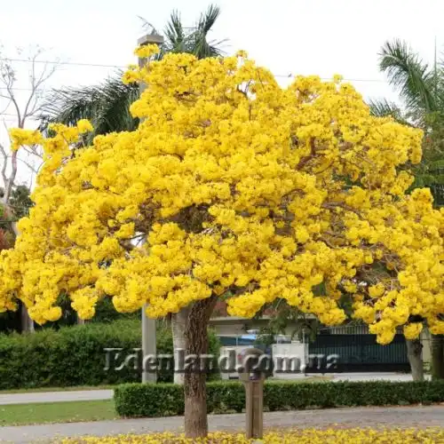Изображение Табебуя золотистоцветковая - Tabebuia chrysantha
